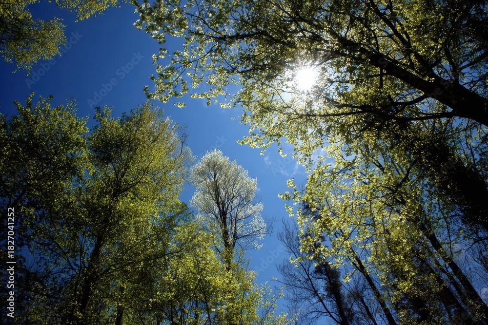 Obraz premium Vibrant Spring Landscape: Young Green Trees Reaching for a Blue Sky with Sunlit Glimmers