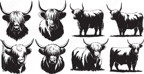 Monochrome Highland cattle collection in different views and positions illustration