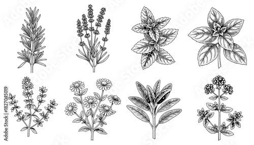 Herb sketch collection: hand drawn botanical illustrations of rosemary, lavender, and mint