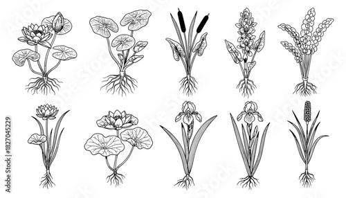 Detailed black and white botanical sketches of aquatic and wetland plants
