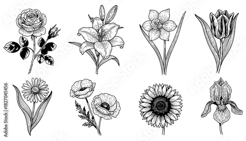 Intricate floral designs: detailed hand drawn blossoms collection