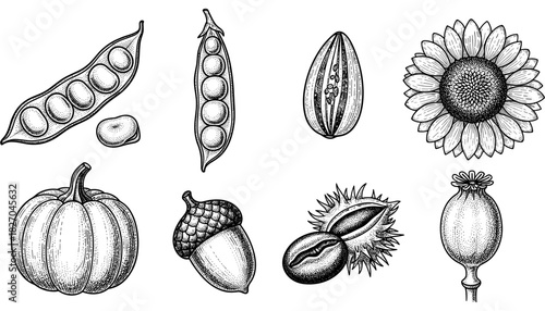 Hand drawn botanical engravings of seeds and pods in black and white