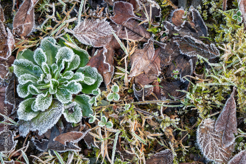 Obraz na płótnie Frozen grass and leaves
