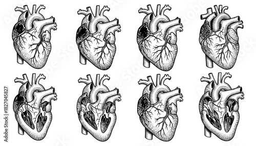 Detailed anatomical heart diagram collection in engraved style