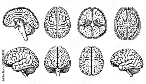 Detailed anatomical brain illustrations in cross section and side view