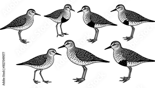 Hand drawn bird pattern: detailed black and white wading birds