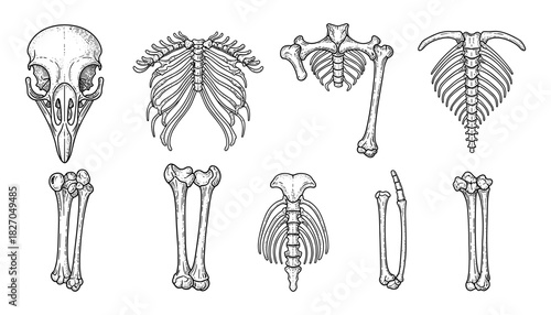 Detailed hand-drawn bird skeleton collection featuring skulls, ribs, and bones