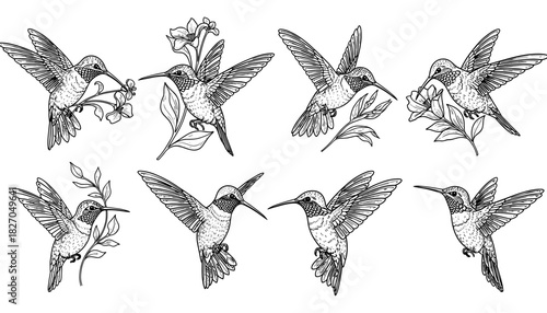 Intricate hummingbird line art with flowers showcasing graceful flight and elegant details