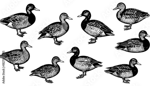 Detailed black and white duck engravings in various poses