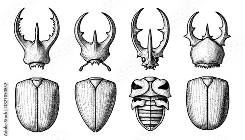 Detailed black and white beetle anatomy with exoskeleton and mandibles