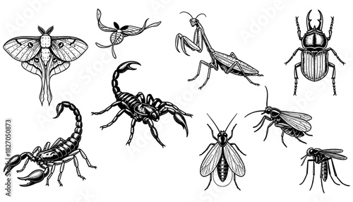 Detailed black and white insects and arachnids with intricate designs