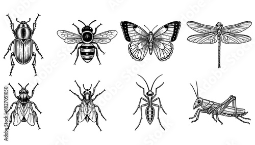 Detailed insect collection: beetle, bee, butterfly, dragonfly, fly, wasp, ant, grasshopper