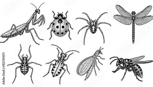Intricate hand drawn insects collection featuring mantis, ladybug, spider, dragonfly, and more