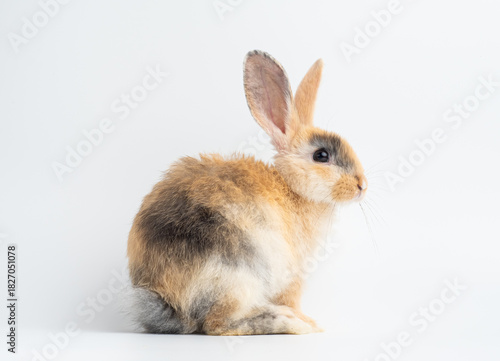 Adorable baby rabbit with calico or tortoiseshell fur colors: brown, gray, and cream. Cute pet portrait on a white studio background.