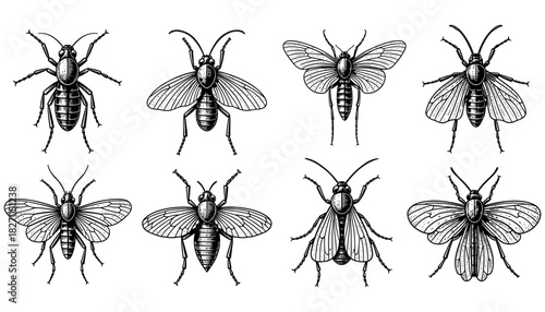 Collection of detailed insect illustrations in vintage etching style
