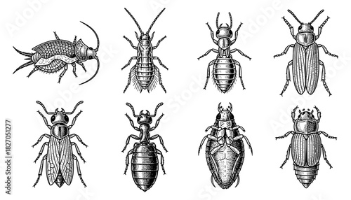 Intricate black and white insect collection of detailed vintage drawings