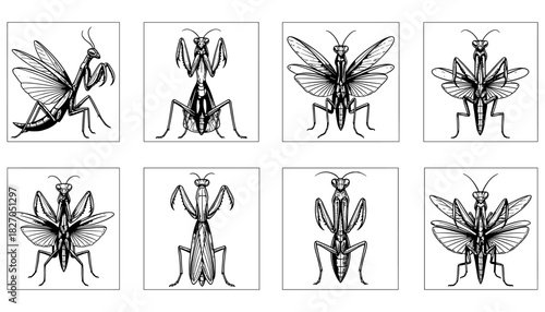Intricate hand-drawn praying mantis designs in black and white
