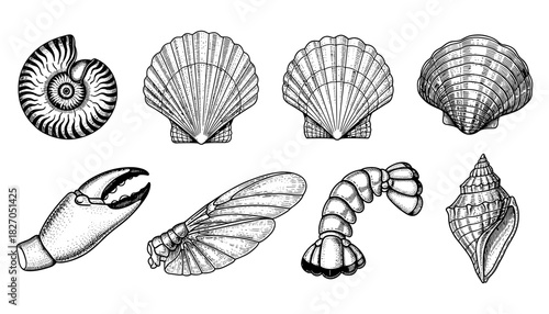 Detailed seashells and marine life illustrations in black and white ink style