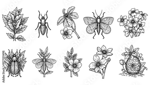 Vintage botanical and insect sketches featuring detailed foliage and winged creatures
