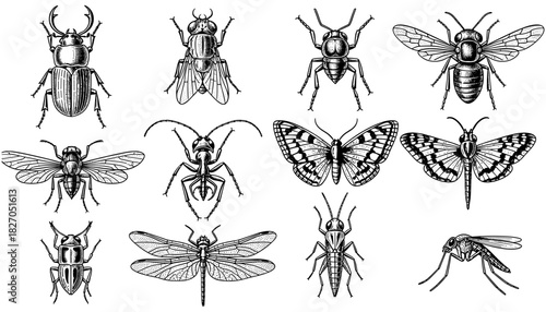 Detailed collection of insects featuring beetles, bees, butterflies, and more