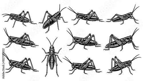 Detailed insect silhouettes: grasshopper and cricket designs in black on white background