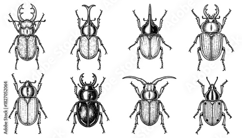 Vintage insect engravings: detailed beetle artwork collection