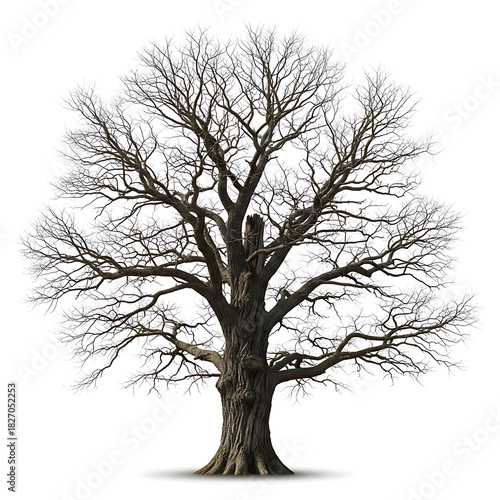 A majestic bare oak tree stands in silhouette against a white background, showcasing its intricate branch structure and powerful trunk, evoking a sense of ancient strength and natural resilience