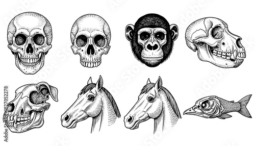 Detailed black and white animal and human skull art collection