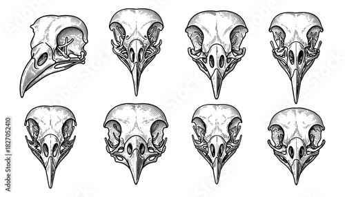 Intricate bird skull drawings showcasing diverse avian anatomy in detailed black and white