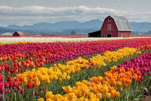 Vibrant Tulip Fields: A Scenic View from the Wooden Shoe Tulip Festival in Clackamas County, Oregon