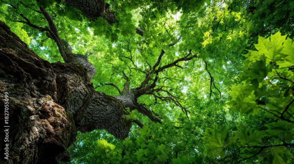Fototapeta premium Majestic Green Maple Tree with Lush Foliage Embracing a Vibrant Natural Environment