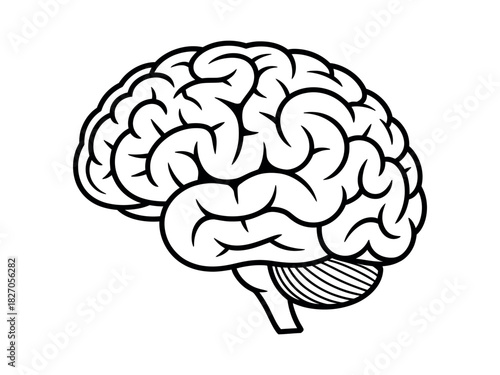A simplified outline drawing of a human brain is shown on a white background.