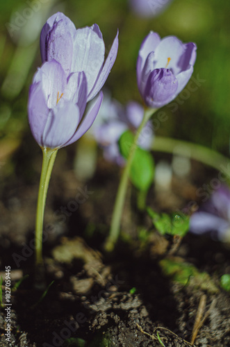 Light purple crocus flowers bloomed in the rays of the morning sun