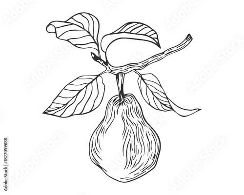 Pear hand drawn botanical illustration in graving style