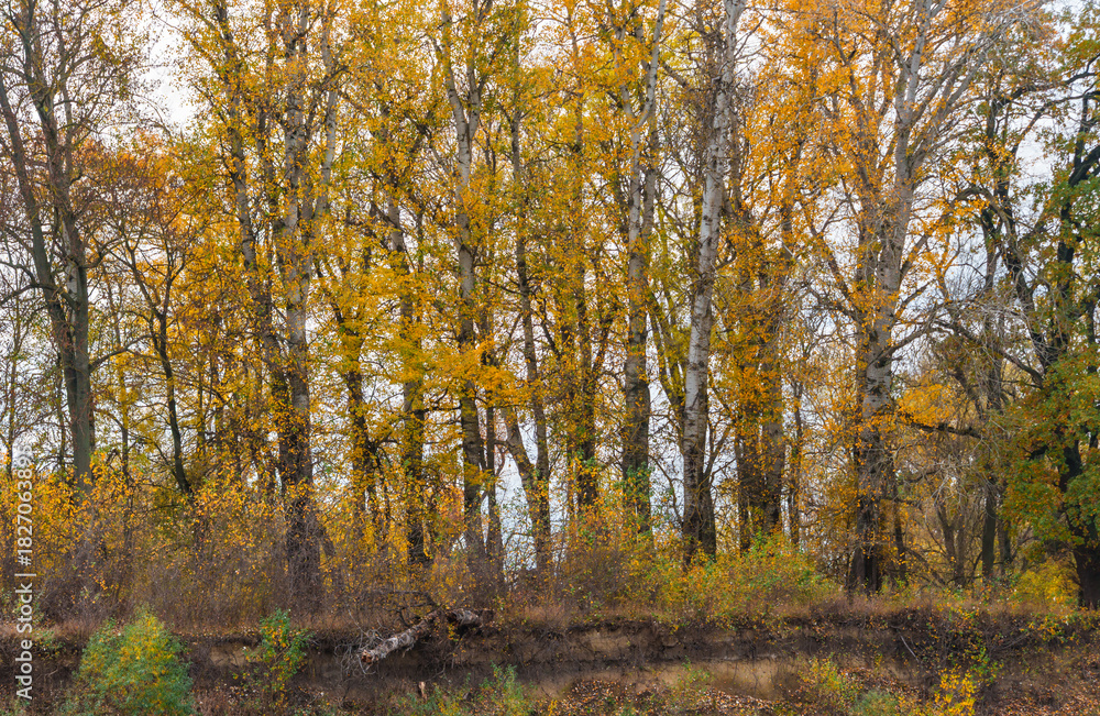 Fototapeta premium beautiful landscape of autumn forest with bright yellow leaves on trees, cloudy weather