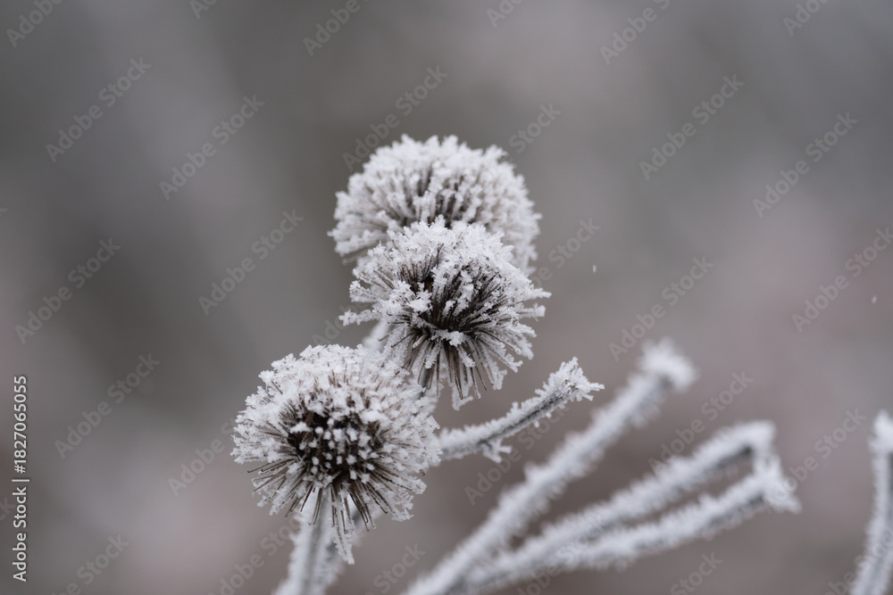 Obraz premium Klette mit Frost