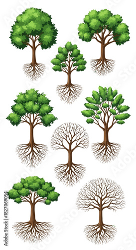 Collection of Trees with Roots and Green Foliage.