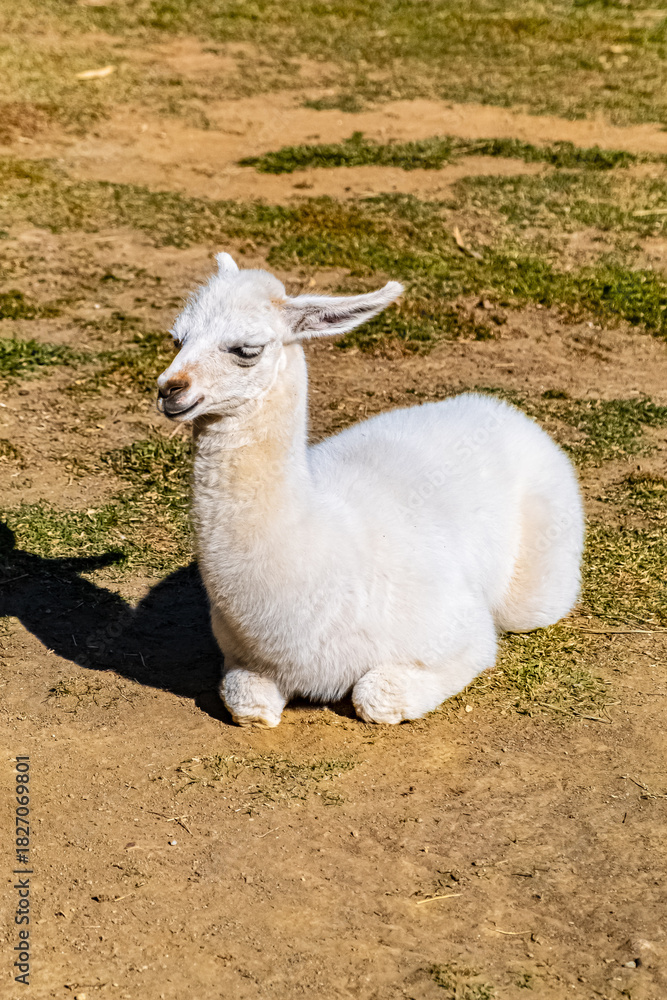 Obraz premium llama in the zoo