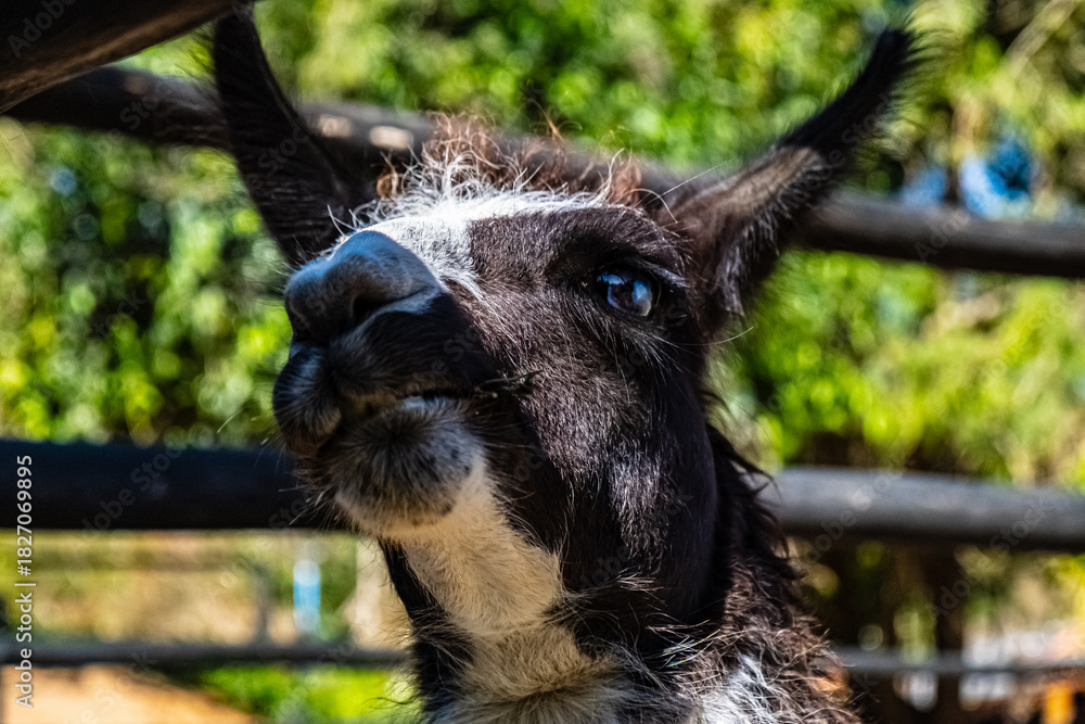 Naklejka premium goat on the farm