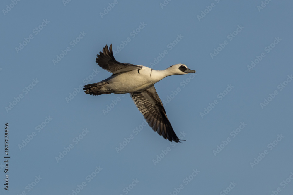 Fototapeta premium Smew (Mergellus albellus)