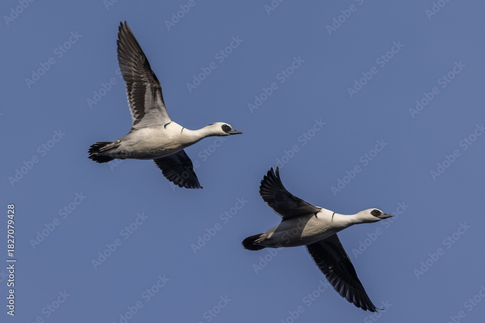 Obraz premium Smew (Mergellus albellus)