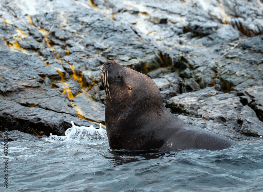 Obraz premium Sea lions on a rock in Ushuaia, Argentina at the end of the world in Tierra del Fuego, Patagonia