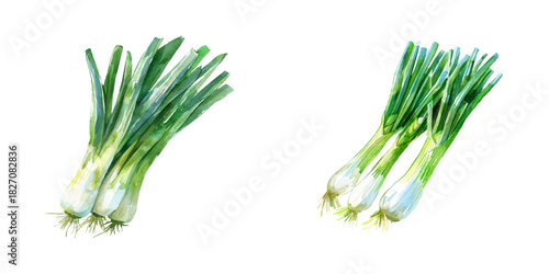 leek watercolor vector illustration