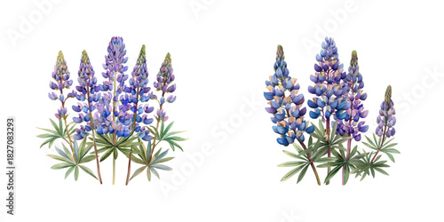 lupine flower watercolor vector illustration
