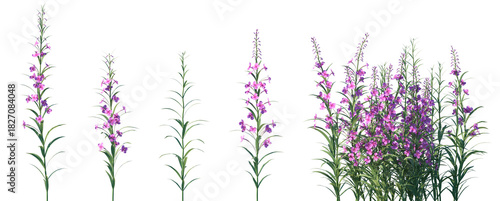 Set of Epilobium angustifolium (also known as fireweed or rosebay willowherb) flowering frontal isolated png on a transparent background perfectly cutout high resolution