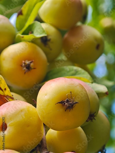 fresh fruit on the tree