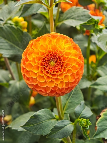 orange flower on a green background