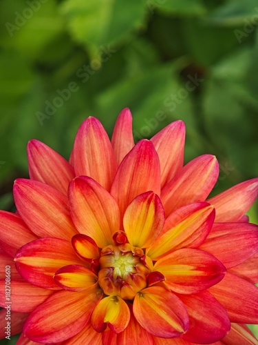 Orange dhalia flower in garden