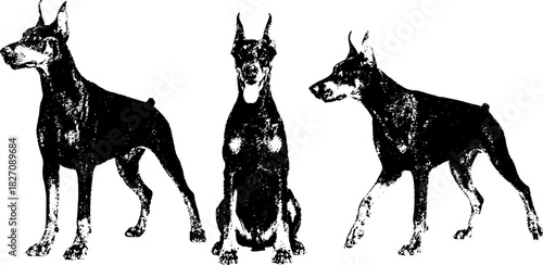 Doberman Dogs Vintage Xerography Engraving Vector Trio, Retro Black Illustration on Transparent Background
