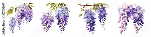 Purple wisteria flowers set watercolor, decorative floral for wedding invitations isolated on transparent background